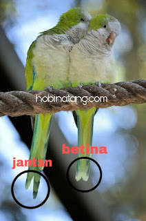  lovebird memang burung yang sangat diminati banyak orang 13 Perbedaan Lovebird Jantan dan Betina Paling Akurat Dilengkapi Gambarnya