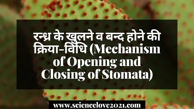 रन्ध्र के खुलने व बन्द होने की क्रिया-विधि (Mechanism of Opening and Closing of Stomata)|hindi