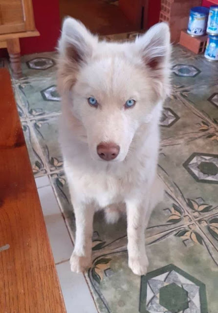 Tobias der Hund von Huguitos Mädels hat blaue Augen