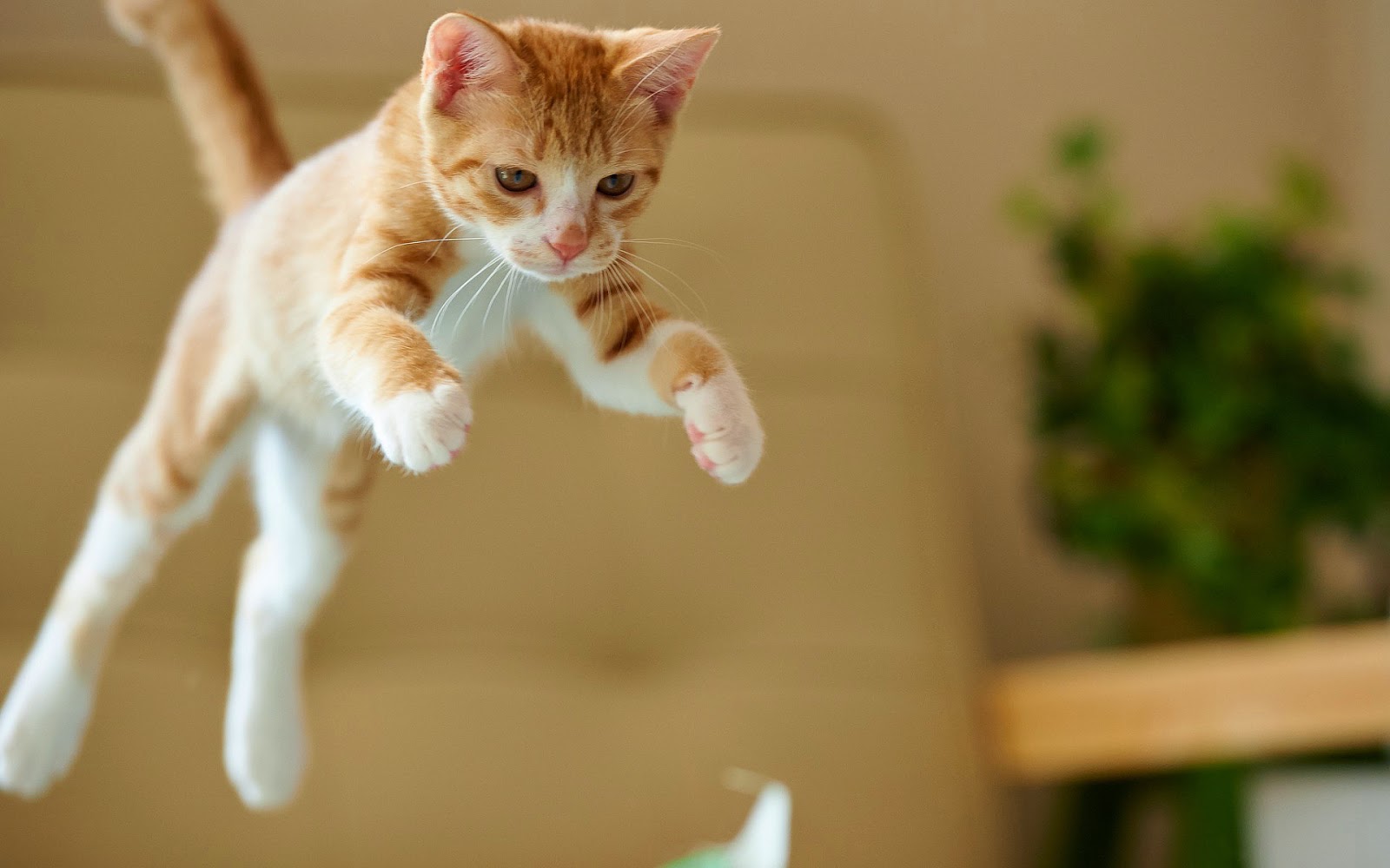Actiefoto met een springende kat | Mooie Leuke ...