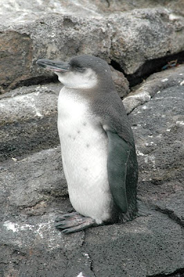 Pinguin Galapagos (Spheniscus Mendiculus) wallpaper