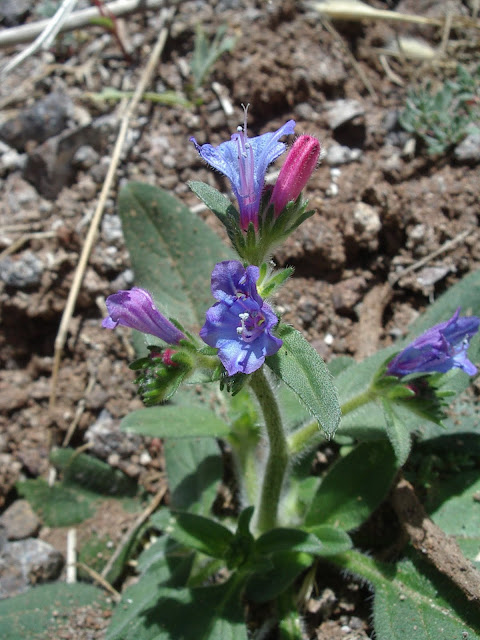 Echium lancerottense (Famara)