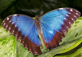 Blue Morpho, Morpho peleides. Wisley Gardens, Butterflies in the Glasshouse, 10 February 2015.