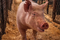 Lucrative Pig Farming Business Plan and Feasibility Study