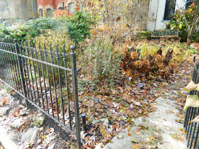 Cabbagetown Toronto Fall Front Yard Garden Clean up by Paul Jung Gardening Services before