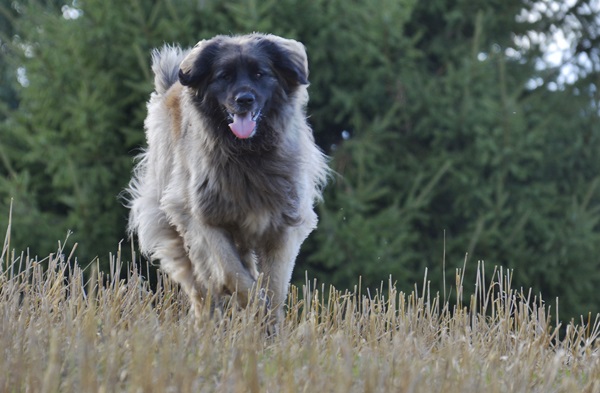 leonberger