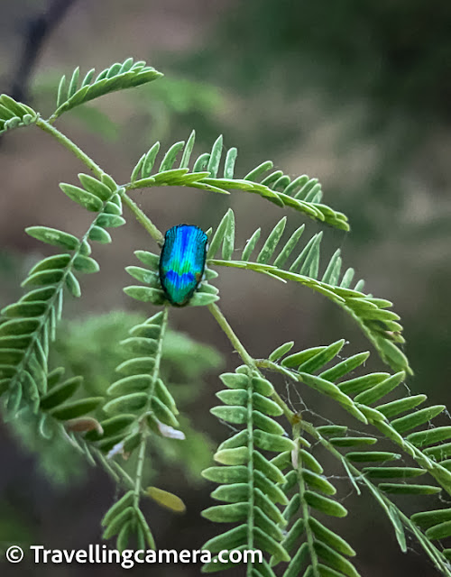 They are experts on desert wildlife, plants, geology and history of the area. They would also be able to provide information on the park's conservation efforts and give a better understanding of the park's significance to the local ecosystem.