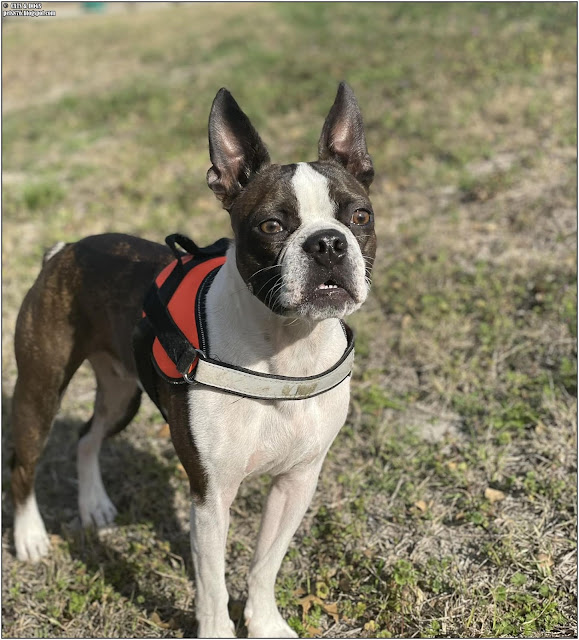 boston terrier