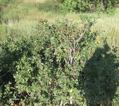 Rhus trilobata three-leaf sumac