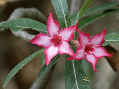 Adenium multiflorum care and culture