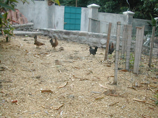 free range bantam chickens, Honduras