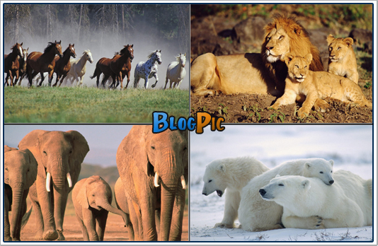 Animals Wallpapers 1600 X 1200