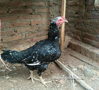  Memilih indukan ayam aduan berkualitas