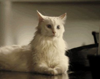 cat_06