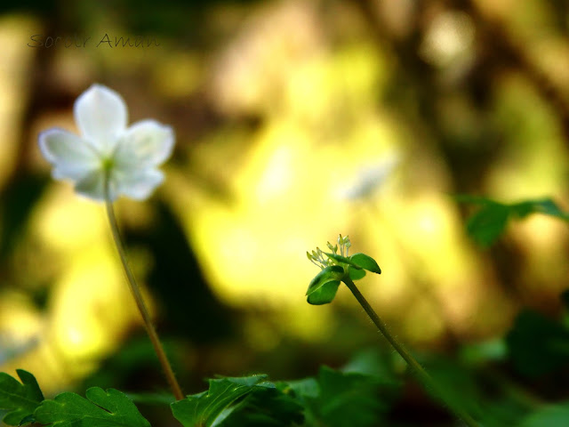 Anemone flaccida