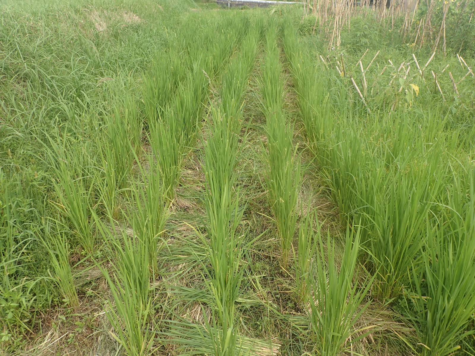 夏の終わりの田んぼ 珍妙雑記帖