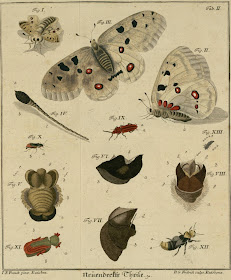 schaeffer insect book
