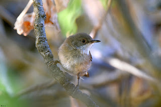 curruca-cabecinegra-sylvia-melanocephala-hembra-juvenil-