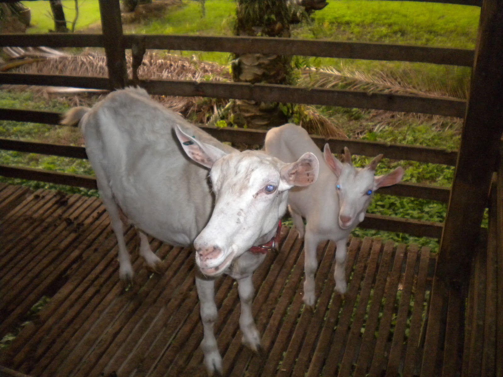 [2019] Beli Susu Kambing Segar Sekarang!: Apa itu susu 