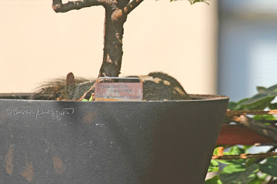 This is a photograph features another view of the squirrel sitting in the container that is housing a shrub in my rooftop garden. My garden is the setting for my three volume book series, "Words In Our Beak."  (Info re the books is within a post on my blog @ https://www.thelastleafgardener.com/2018/10/one-sheet-book-series-info.html). Squirrels are not featured in  these books, but I have published info re them within other entries on this blog (@ https://www.thelastleafgardener.com/search?q=Squirrels).