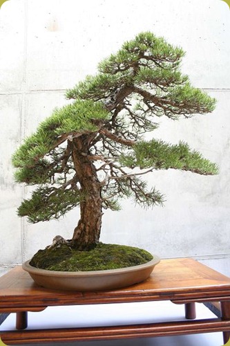 pino sylvestre bonsai