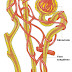 Nefrose e Hidronefrose: causas e terapia