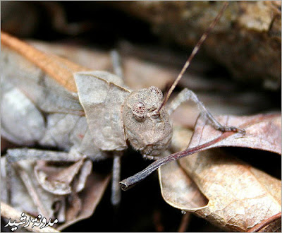 most beautiful photos for animals and insects