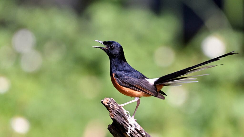 7 Burung Kicau Mahal Yang Sering Diperlombakan