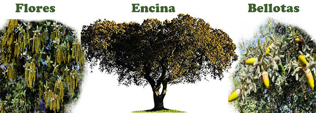 Frutos de la encina