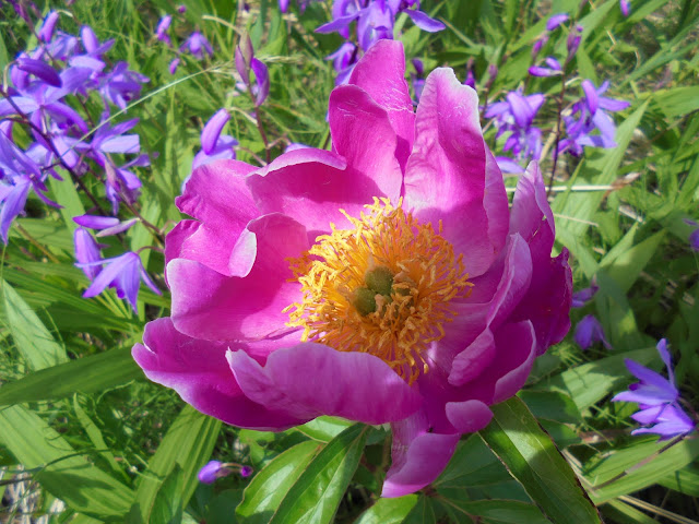 シランの花と牡丹