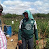 CACIMBAS CONSTRUÍDAS PELA PMSC AJUDAM NO PLANTIO DE TOMATES NA ZONA RURAL