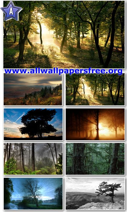 50 Beautiful Trees Full HD Wallpapers 1080p [Set 4]