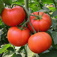 Tomato 