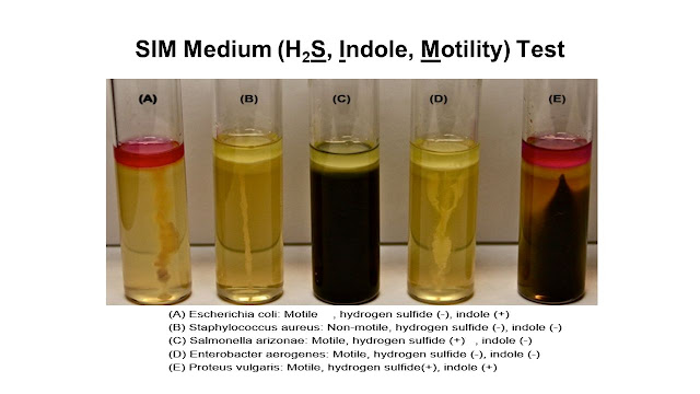 Media Sulfide Indole Motility (SIM)