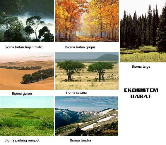 Contoh Ekosistem Bioma Padang Rumput - Contoh O