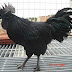 Ayam kedu ayam cemani, ayam aseli wong Temanggung