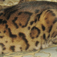 Pola Kucing Bengal Cloud