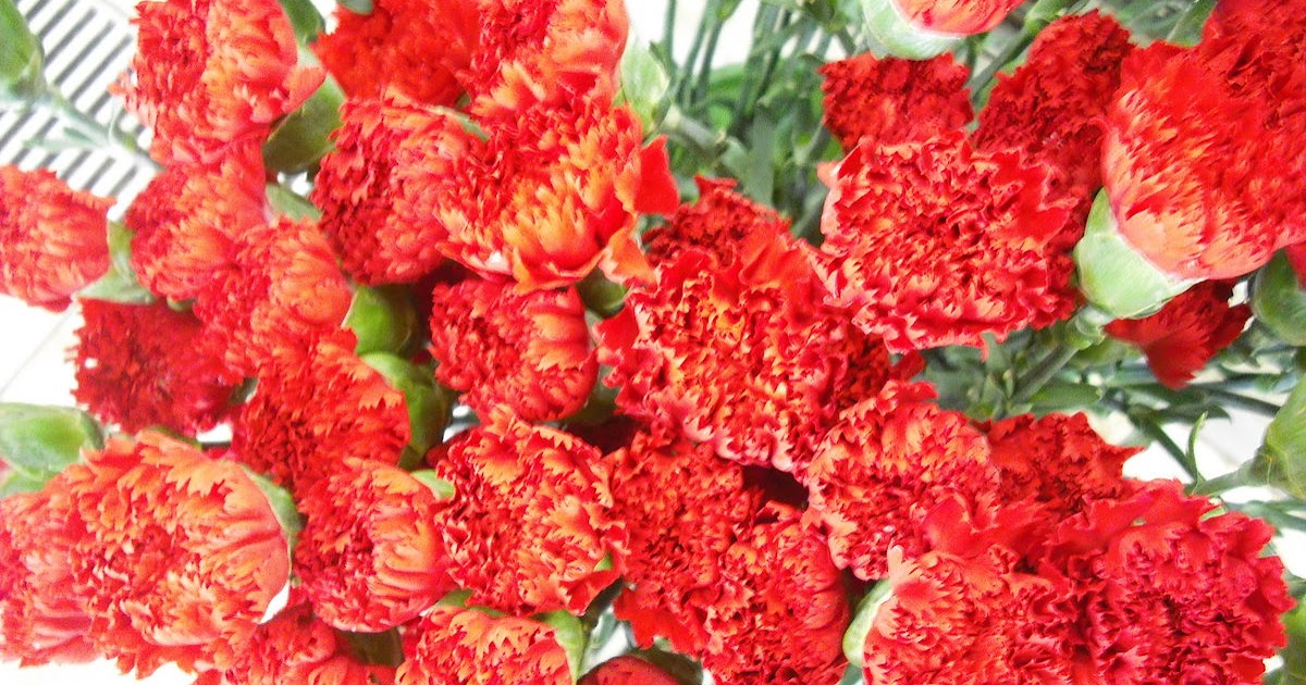 スペインの国花は ティアトゥラ スペイン語学校のブログ サラマンカ