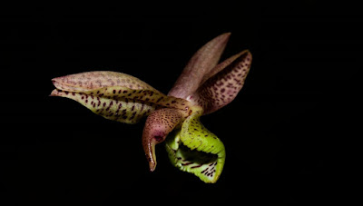 Catasetum confusum care and culture