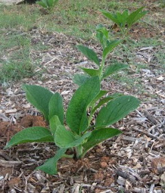 Young comfrey plants