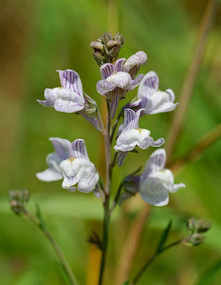 Pale Toadflax Linaria repens