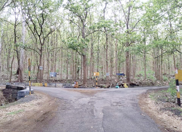 Kottachedu Teak Forest