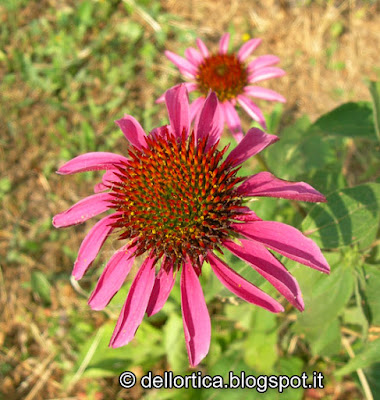 echinacea purpurea erbe aromatiche ed officinali confetture ortica birdwatching e altro nel giardino dell'ortica fattoria didattica in Appennino a Savigno Valsamoggia Bologna vicino Zocca