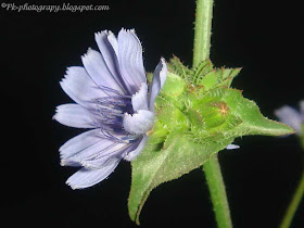 Chicory Flower