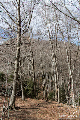 Ruta: Puigsacalm (1.515 m) y Puig de les Àligues (1.344 m) (Els 100 Cims)