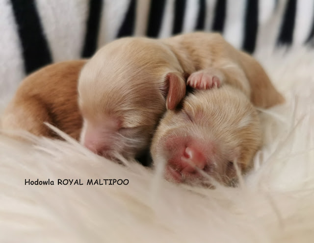 szczenięta maltipoo hodowla royal maltipoo