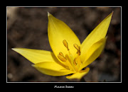 Deux ou trois spécimens de cette fleur persistante de 5 cm environ, . (fleur jaune px)