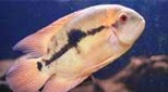 Guyane cichlidé émeraude