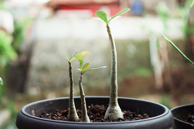 Batang Adenium