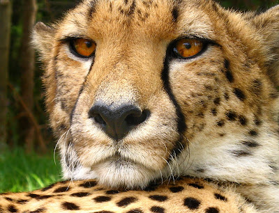 cheetah